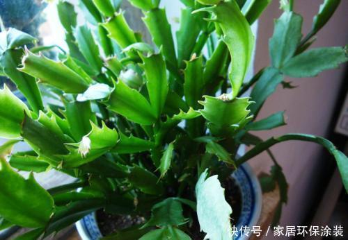  入秋|2种花，夏天做好这件事，入秋早开花