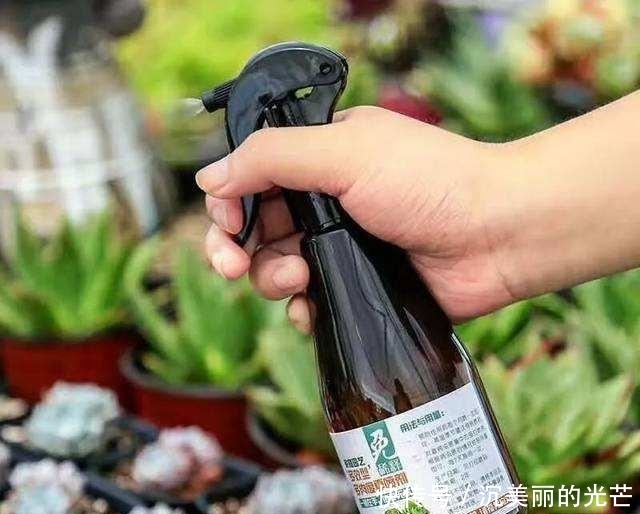  「密密麻麻」多肉生了蚧壳虫？密密麻麻头皮疼，用这2个小方法，一次杀除干净