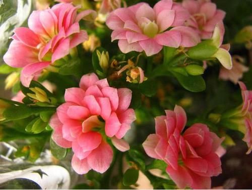  『好听』“1种花”最受大家欢迎，好养花期长，名字特好听，年年开花不断
