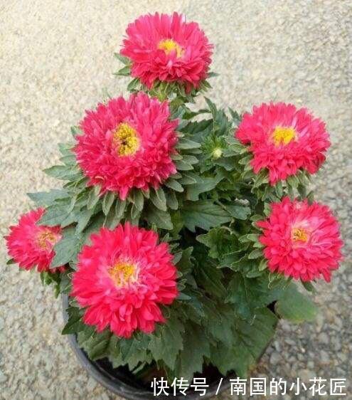  超过■11月养什么花好？“4种花”，好打理长势旺又漂亮，开花超过3个月
