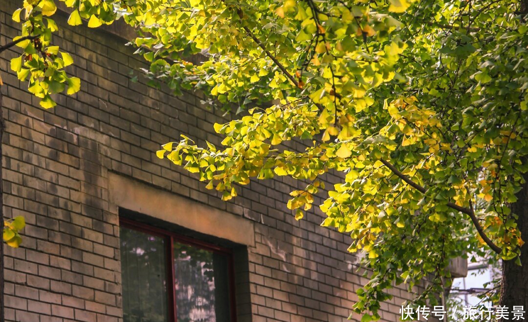 秋天的西安交通大学，五彩缤纷的风景，让人流连忘返