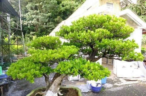  『利于家人』什么富贵竹，长寿花都不如养这“2种树”，吉祥又镇宅，越养越值钱