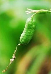  『荫蔽』扁竹根，别名蝴蝶花，生于较荫蔽而湿润的草地，花淡紫色或蓝紫色