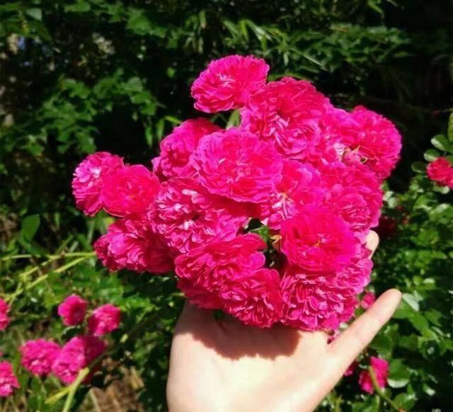  【花开】此花“天下第一香”，比桂花香10倍，花开180天，沾土就活！