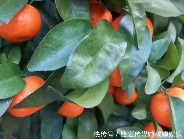  【消费】砂糖橘行情低迷，果农说百家果拉低价格了，你觉得呢？