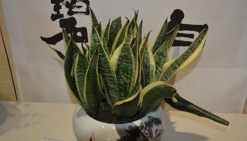 「观赏价值」这些盆栽浇水就能活，养一盆在家晚上睡的香，财神迎门来！