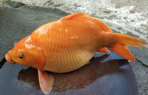  『参照物』有了鱼获，钓鱼人都用哪些参照物？哪个钓友没干过？