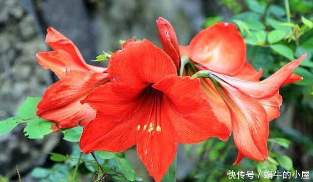 耐热■适合夏天养的3种花,耐热耐旱不怕晒,现在养一盆,很快就开花