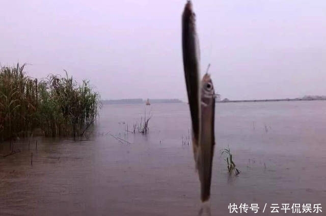 不折不扣:垂钓长江边,不折不扣的当了回“白条杀手”