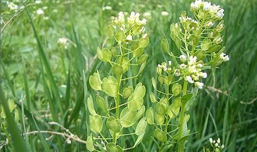  当害：麦田里的野草，过去农民当害草，如今成为上等野菜，一斤卖到20元