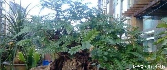  『清香木』房间有异味，那就养这4种“植物”，花香四溢，空气变更好闻！