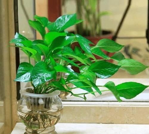 铜钱草■这4种植物,没有土也能长得很好