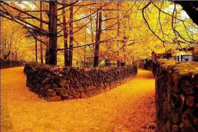 别再想着苍山洱海了，“醉”美的云南十景在这里！