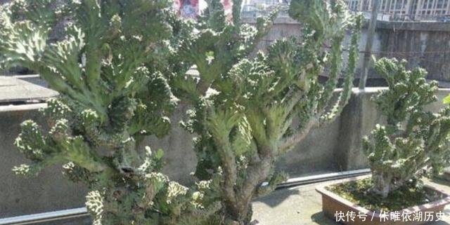  [植物]山东张大姐捡到1棵“植物”，将它种在花盆里，养1年，能值200！