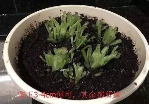 #后长#快死的花用这个方法养护,一个月后长疯了!