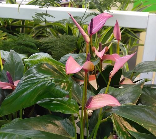 「通风」开紫色花朵的红掌您见过吗?开花紫色很梦幻,缺点明显很无奈