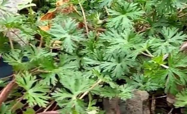  「作用」农村这野草的名字十分霸气，是药王孙思邈所赐，有活血