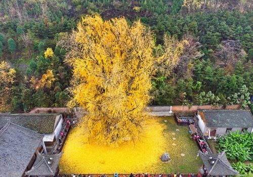 盘点国内“名气最大”的树：一棵树是一个景区？游客赏树需预约！