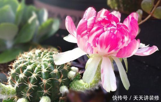  [图片作者]15种超级好养的花，不死鸟居然不是第一，“养花杀手”们试一试吧