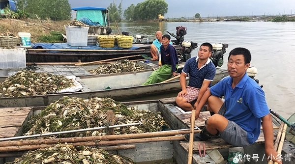 “黑水”过境！江苏泗洪万亩养殖螃蟹死绝，渔民痛哭