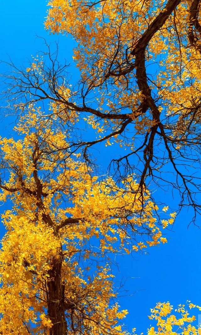 推荐｜额济纳，她的美只有20多天，错过再等一年