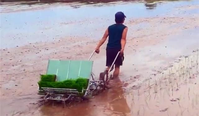  【小伙】中国19岁小伙发明“牛拉式”插秧机,效率是人工8倍,300