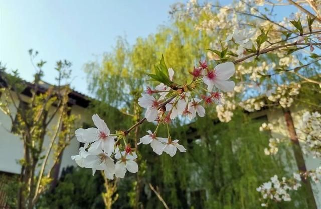  「日子」在湖北，想念寺院的这些日子，我们一起“云赏”春景