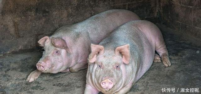 非洲猪瘟不会传染人，猪瘟肉为啥要全部被销毁专家给出了答案