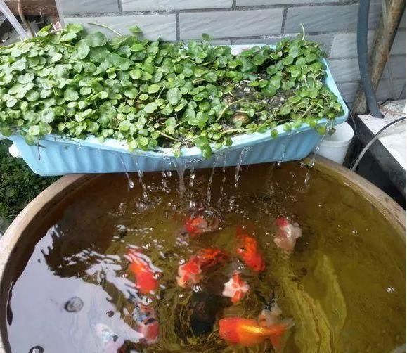  半月：铜钱草“根细叶小”？花农教你3勤诀窍，不出半月，叶片巴掌宽