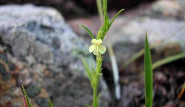 这种野草农民害怕它出现，但农民不知道的是，晒干后可卖300元
