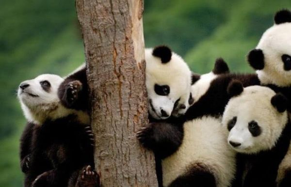 四川一地级市，被30多亿新机场砸中，将建设川东最大机场