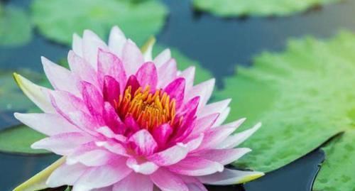  【款款】花界中的3种“佼佼者”，款款花开惊艳绝伦，花美心情好！