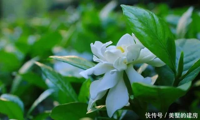  时间|栀子香气清香恬淡，眼下正是养护关键期，这几点要做好