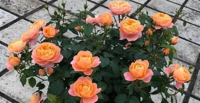  『鲜花』剪玫瑰，三个先决条件，双倍绽放新芽，两个月收获满盆鲜花