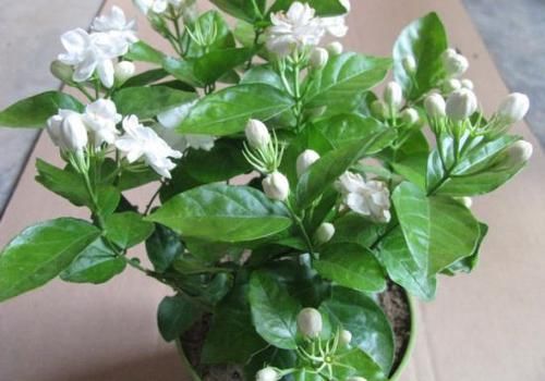  『香味』比香水还好闻的5种花，阳台养1盆，满屋散发芳香，出门不用喷香水