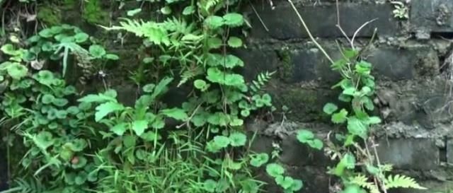  #人称#田地有一种草，农村人称“透骨风”作用大，若有见到不要