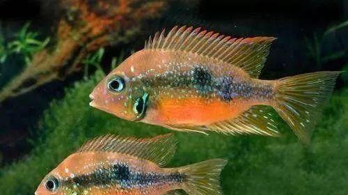  #水族市场上#美洲慈鲷之美，您细品