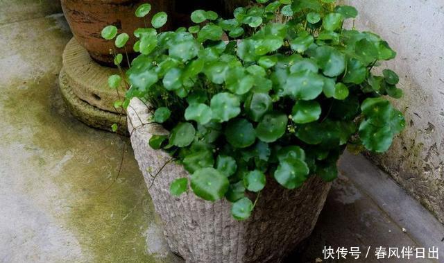 『马蹄莲』如果你不知道怎么浇水,就养这3种花,天天浇水也淹不死