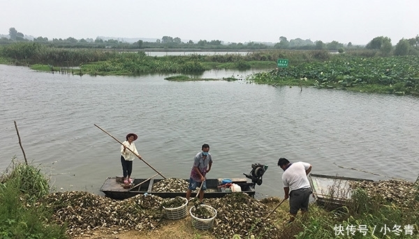 “黑水”过境！江苏泗洪万亩养殖螃蟹死绝，渔民痛哭