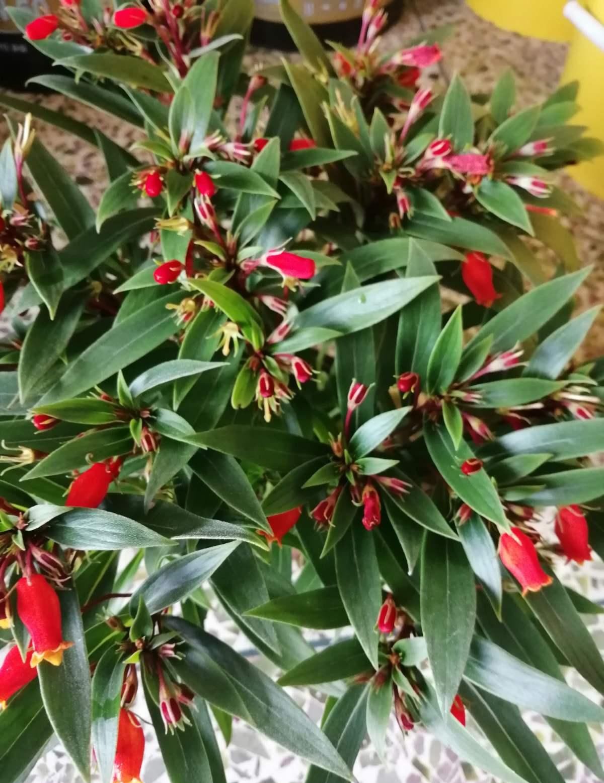  精致■这花是大岩桐的“亲戚”，但模样却大不相同，开花太精致了！