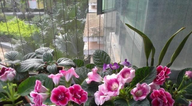  『浇水的时』这6种不宜“喷水”的盆栽，家里种植少浇水，否则养出的不尽人意