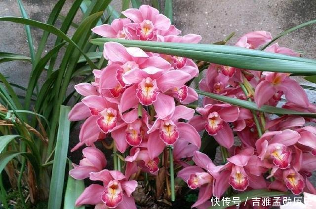 『兰花』此兰花我国独有,见土就能活,好养易爆盆,种1棵就香得不得了!