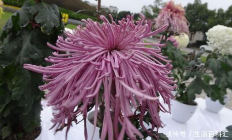 浪漫:新手养花,不如养盆花中精品“国华浪漫”,浪漫满花,香飘四季