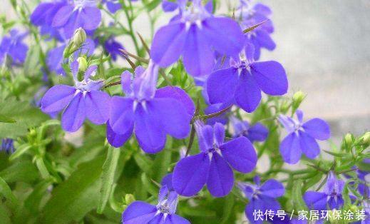  『爆成』4月就养这5款花卉，花大色艳，开花爆成花海，美观大气惹人爱