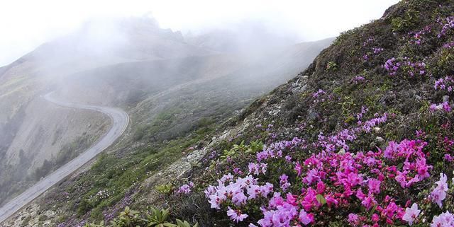  『更是』杜鹃属于名花,“高山杜鹃”更是名贵,开花更惊艳