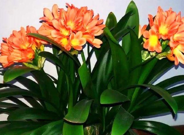  「植物」有3种植物，很多人喜欢养，但夏天别让它淋雨，容易出问题养不好