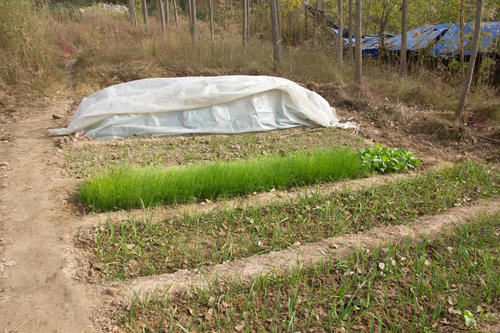  [村民]北方降雨量少却有个水上村，村民开荒种菜，掘地一尺浇水