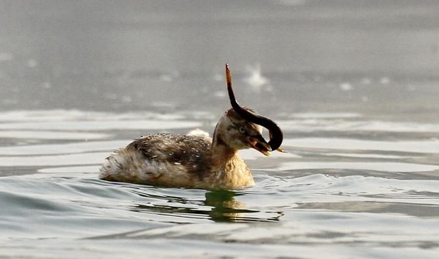 数九寒天，在东北能拍此水鸟，实在是幸事一件……