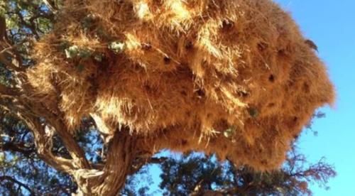 世界上最大的鸟巢，重达1吨有着百年历史，就在非洲的一棵树上