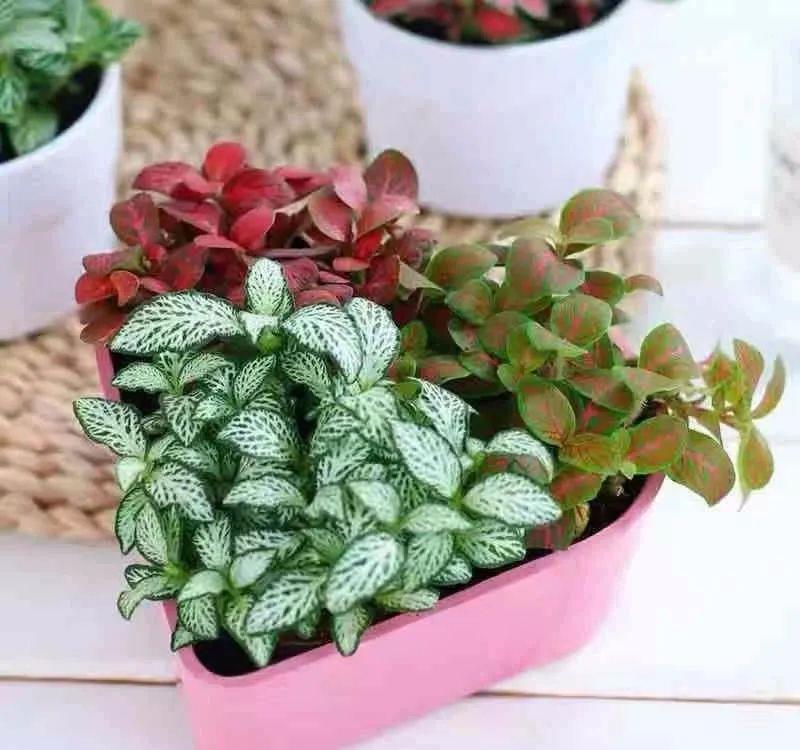 「喜欢疏松肥沃」八种不爱晒太阳的花,一晒就发蔫!